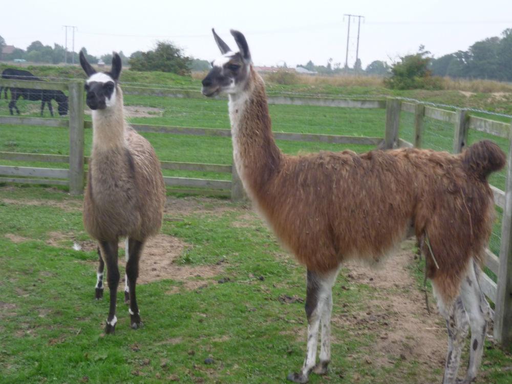 Barmston Farm Hotell Kingston upon Hull Exteriör bild
